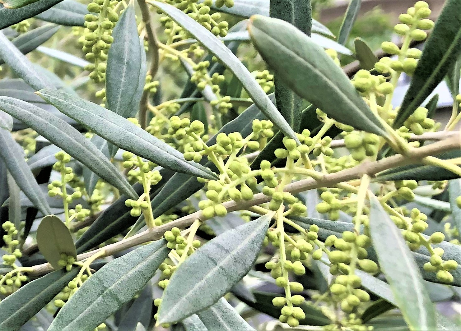 花芽 | KOA 九州オリーブ普及協会
